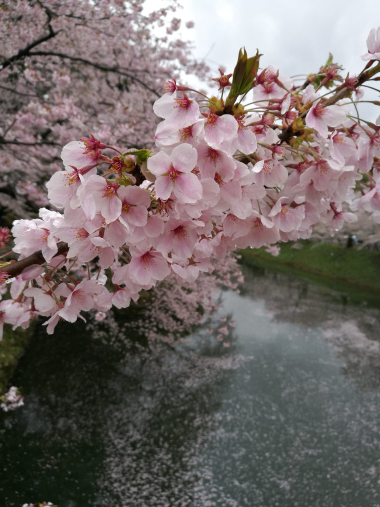Kirsikankukkia Hirosakin puistossa keväällä 2019